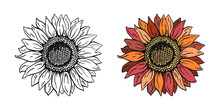 Set Of Two Hand Drawn Sunflowers