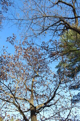 Wall Mural - tree branches against sky