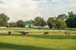 Scenic Thoroughbred Horse Farm with barn, Ocala, Florida