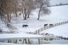 Quarter Horses In Snowy Winter Pasture With Pond