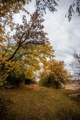 Poster - Autumn landscape with grass covered in yellow leaves