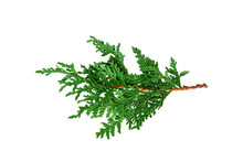 Green Cedar Branch Isolated Cutout