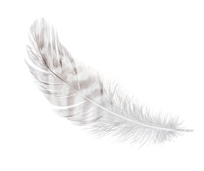 Wall Mural - white feather isolated