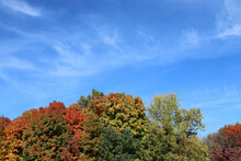 Fall Foliage - Red, Gold, And Green Trees With Blue Sky