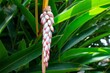 Flor da colônia (Alpinia speciosa ou Alpinia Zerumbet). No Brasil é encontrada em várias regiões, com os nomes populares Azucena-de-porcelana, gengibre-concha, alpínia e flor de cera.	
