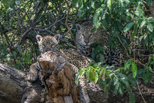 Two Jaguar Lying On A Tree Trunk In The Pantanal