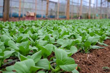 Pak Chai, green pakchoi or bok choy in green farm. Famous fresh vegetable use by Chinese for cooking in their food. Chinese cabbage farm.