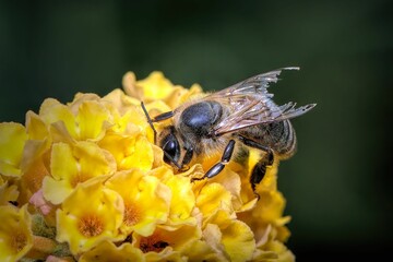 Poster - Macro shot of a bee pollinating yellow flowers against a blurred background