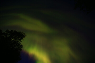 Wall Mural - aurora boealis in northern sweden with tree silhouette in upward shot
