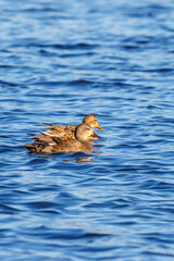 Poster - Pair of Gadwall swimming in the blue water