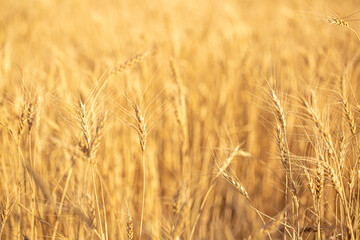 Wall Mural - Wheat field on a sunny day. Grain farming, ears of wheat close-up. Agriculture, growing food products.