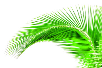 Wall Mural - Palme verte de cocotier sur fond blanc 