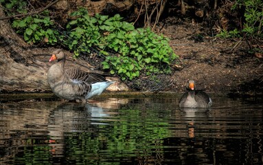 Poster - Couple of graylag geese peacefully resting in scenic pond