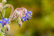 niebieski kwiatek z bliska