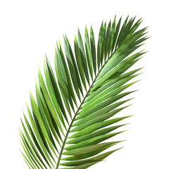 Fototapete - Green palm leaves foliage transparent background 3d rendering png file