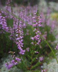 Blooming wild purple heather plant