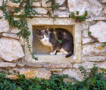 Cat Sitting And Peering Out Of A Hideout In A Rocky Wall Hole, Greece
