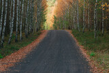 Fototapeta  - Leśna droga utwardzona tłuczniem. Po obu stronach drogi rosną młode brzozy. Jest jesień, liście na drzewach mają żółty kolor.