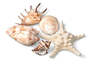 Poster - Close up of ocean shells isolated on white background