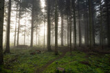 Fototapeta Las - Autumn foggy forest scene with rising sun beaming through the morning fog. Wide angle, moody, no people, Europe