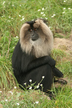 Portrait Of A Lion-tailed Macaque
