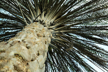 Beautiful palm tree against blue sky, low angle view