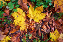 Bright Yellow Maple Leaves On Brown Beech Leaves Lie On The Ground. Autumn Natural Texture