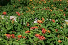 Single Scarce Swallowtail Butterfly Within A Bed Of Red And Orange Lantana Flowers. The Iphiclides Podalirius Insect Is Actually Caught In A Spiders Web, This Shows The Underside Of The Bug's Wings.