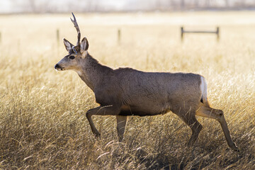 mule deer buck moving through a grass field at sunrise. colorado wildlife. wild deer on the high pla
