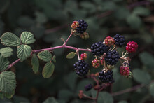 Mature And Immature Blackberries On Bushes. A Bunch Of Ripe Blackberry Fruits On A Branch With Green Leaves. Blackberries Grow In The Garden. Selective Focus.