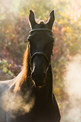 Wall Mural - Portrait of a black sport horse  in a beautiful autumn forest. Equestrian photo painting in beautiful sunlight.