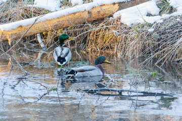 Wall Mural - two male mallards swimming in a stream with snowy bank