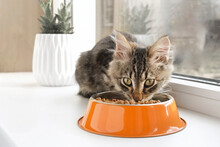 Cat Sits On The Windowsill And Eats Dry Food. Tabby Kitten Eating From Orange Bowl. Close Up. Little Cat Eating At Home.