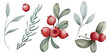 © lshvsk - Watercolor cranberry clip art, botanical floral illustration