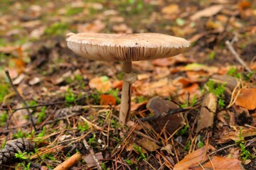 Sticker - Brown mushroom growing in the forest between twigs and dry fallen leaves