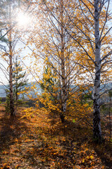 Wall Mural - Autumn landscape meadow and forest in the background against the backdrop of a beautiful cloudy sky.