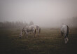horses in the fog, konie na polanie, pastwisku o poranku w mglisty jesienny dzień	