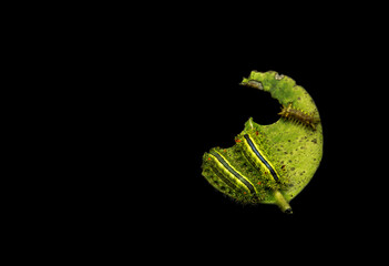 the caterpillars are eating green leaves indented with a black background.