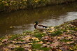 ptak gołąb kaczka park woda
