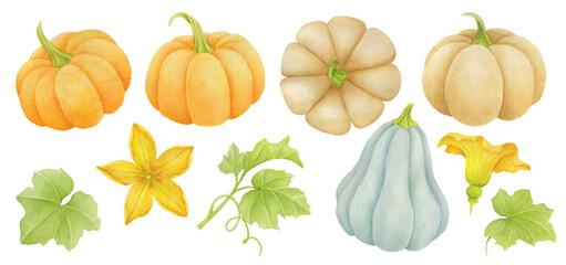 Wall Mural - Watercolor pumpkins colorful set.  Background for Thanksgiving Day or harvest festival. Autumn and Halloween pumpkin