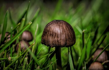 Sticker - Closeup shot of brown mushrooms growing on a field