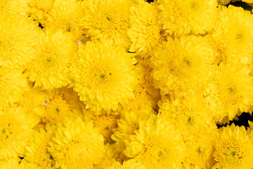 Wall Mural - Closed up of yellow color Chrysanthemum flower pattern background