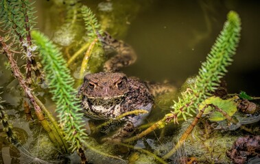 Canvas Print - Closeup shot of a toad on a swamp