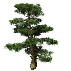 Buddhist pine conifer tree in spring or summer. Hi-res, photorealistic 3d render for architecture visualizations. Natural sun lighting.