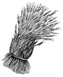 PNG transparent bunch of wheat sketch engraving