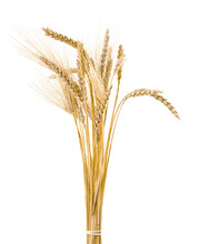 Closeup Of Golden Barley , Wheat Ears
