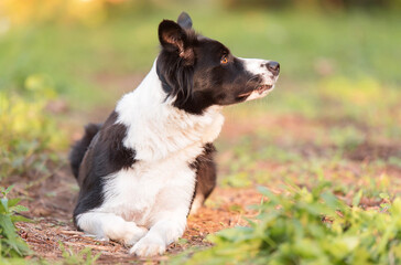 Wall Mural - Border collie dog in the green