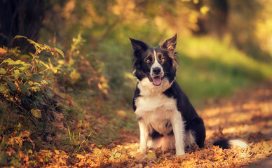 Wall Mural - Border collie dog in the green