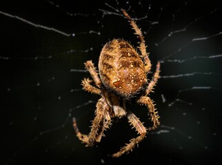 Sticker - Closeup of the  European garden spider on web (Araneus diadematus)