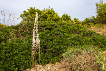 Wall Mural - White flowering sea onion, or Drimia maritima, closeup in mediterranean landscape in Mallorca, Cala Ratjada